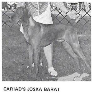 Cariad's Joska Barat