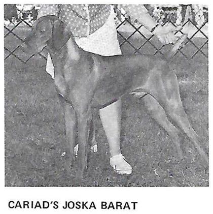 Cariad's Joska Barat