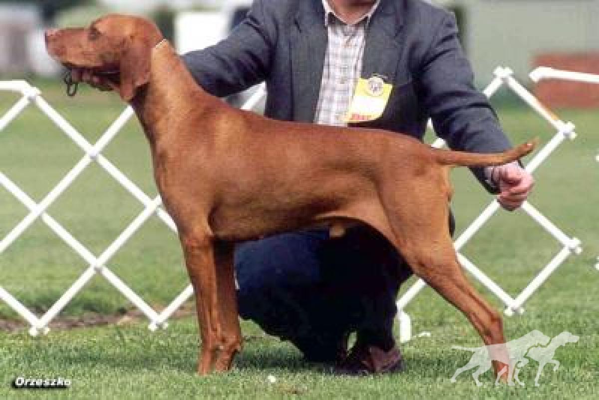 Hanafor Master Gyles