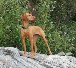Dunantul Lady In Red