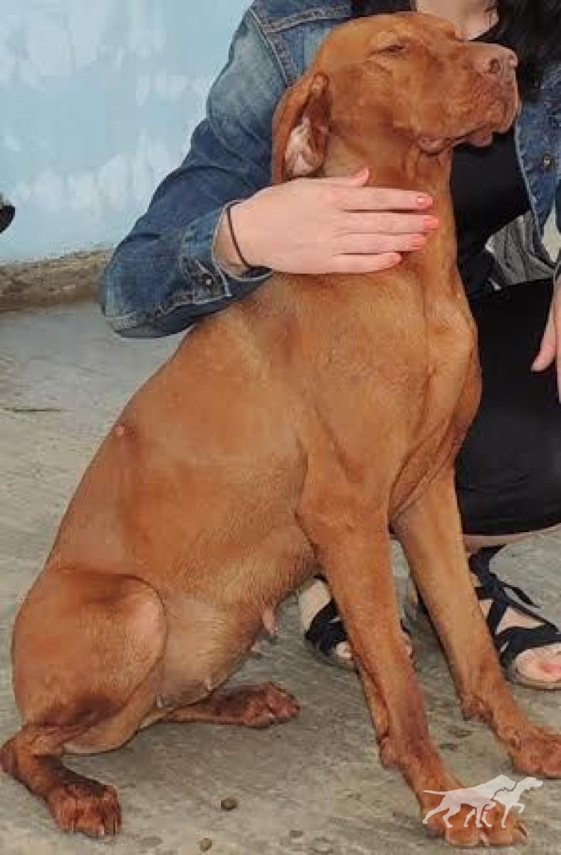 Bella de Lunca Siretului