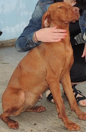 Bella de Lunca Siretului