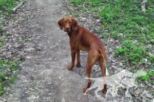 Cody de Lunca Siretului