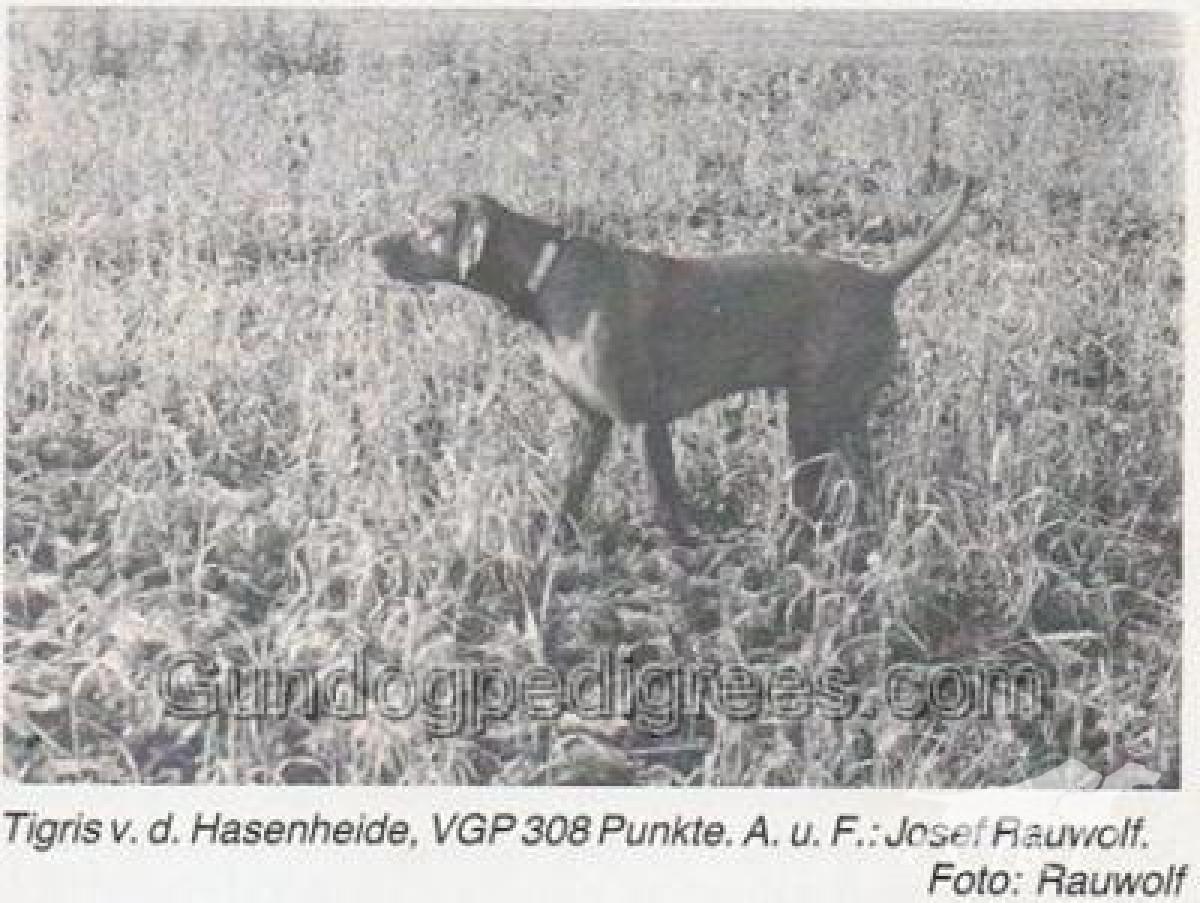 Tigris von der Hasenheide