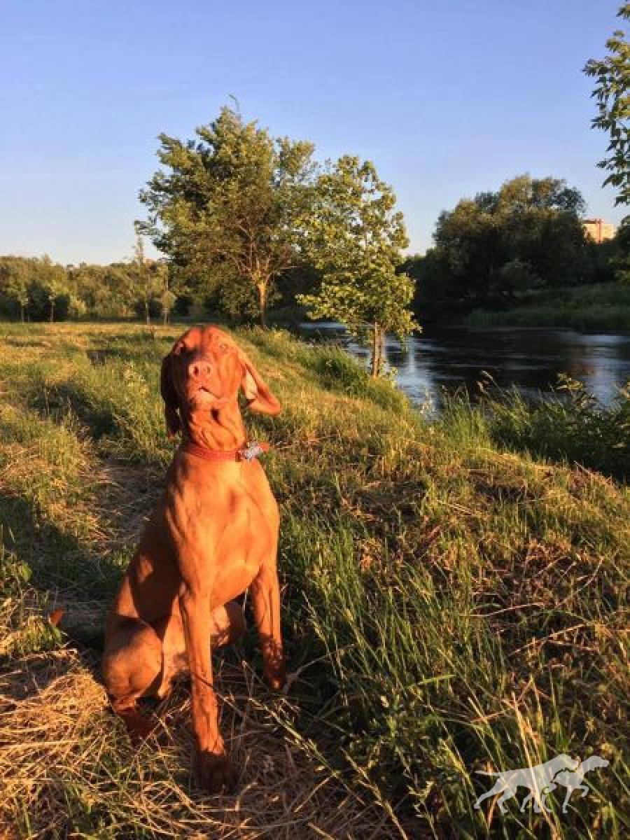 Csendör a Csodaret