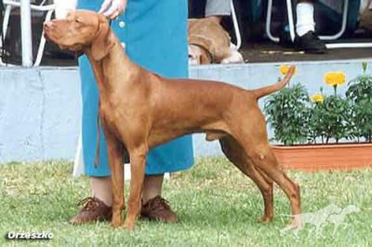 Lutra Bronze Major