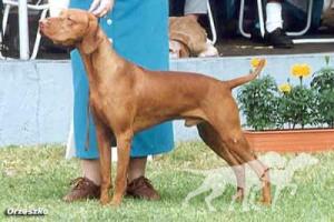 Lutra Bronze Major