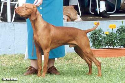 Lutra Bronze Major