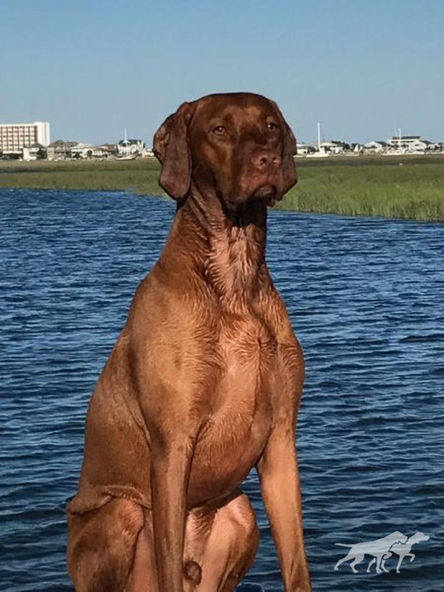 Jakra's Blonde Beach Boy Scooby