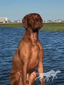 Jakra's Blonde Beach Boy Scooby