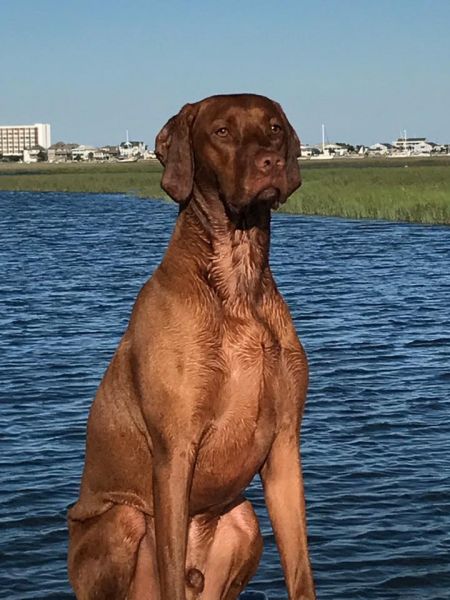 Jakra's Blonde Beach Boy Scooby