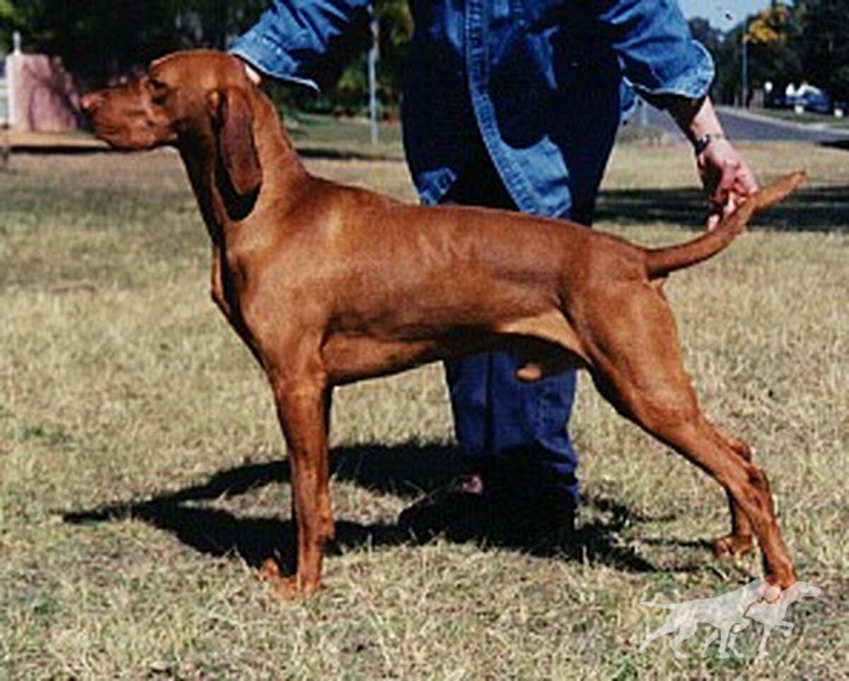 Abbiestar Aristotle