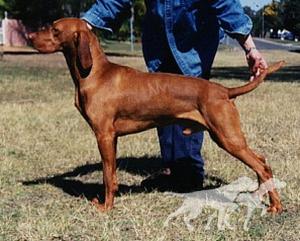 Abbiestar Aristotle