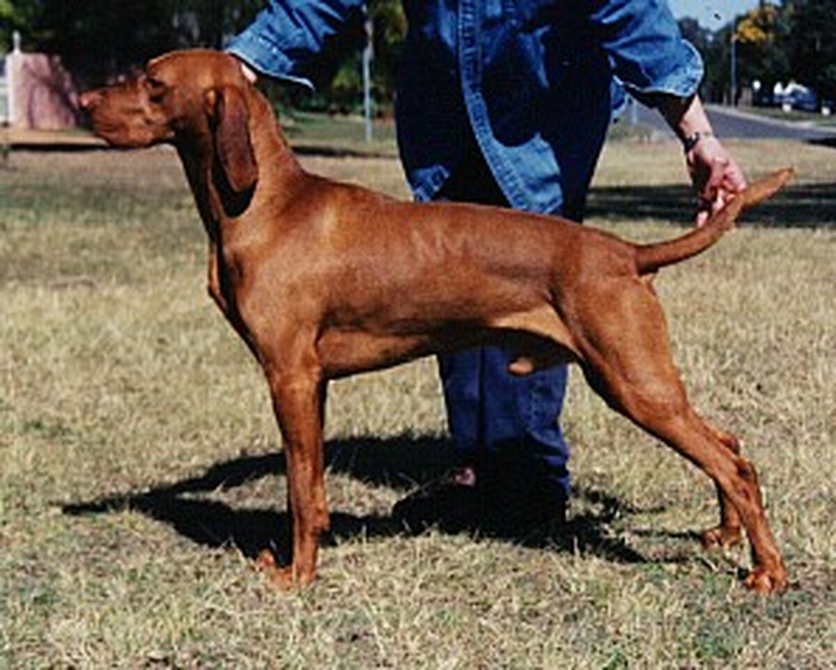Abbiestar Aristotle