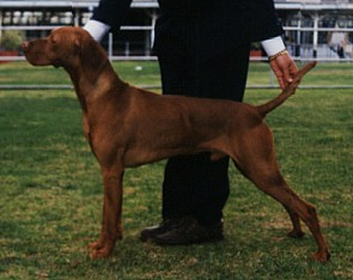 Abbiestar Agamemnon