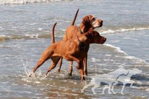 Charly du Puits Calin