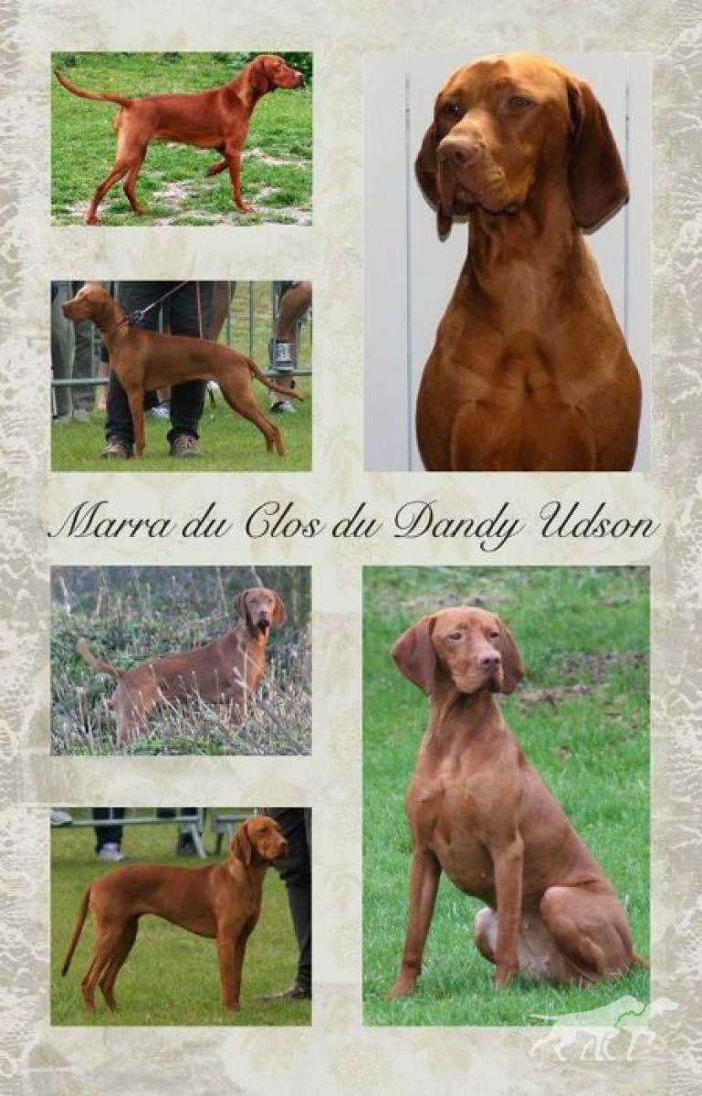 Marra du Clos du Dandy Udson