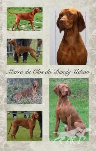 Marra du Clos du Dandy Udson