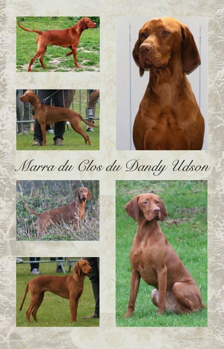 Marra du Clos du Dandy Udson