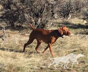 Kelby Creek's And Eastwind's Over The Moon