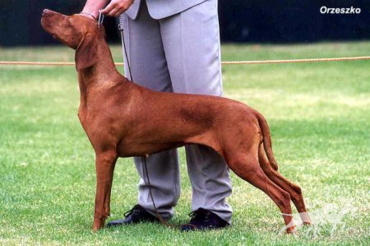 Rozsda Copper Kislany