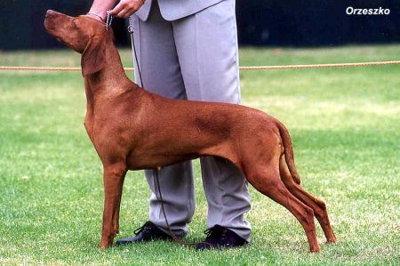 Rozsda Copper Kislany