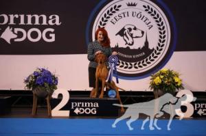 Lembo Praut Ilor de Star