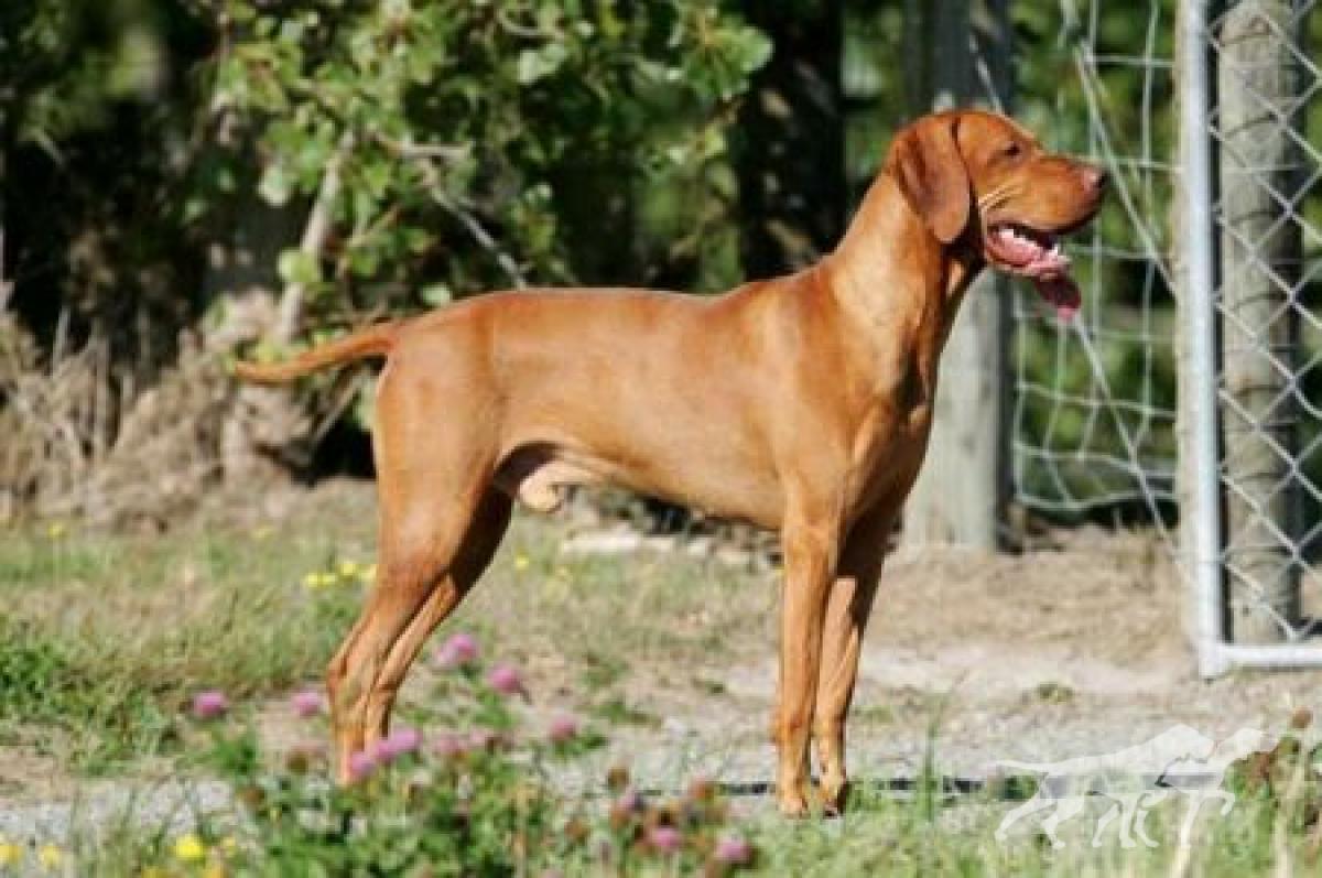Hungargunn Casanova