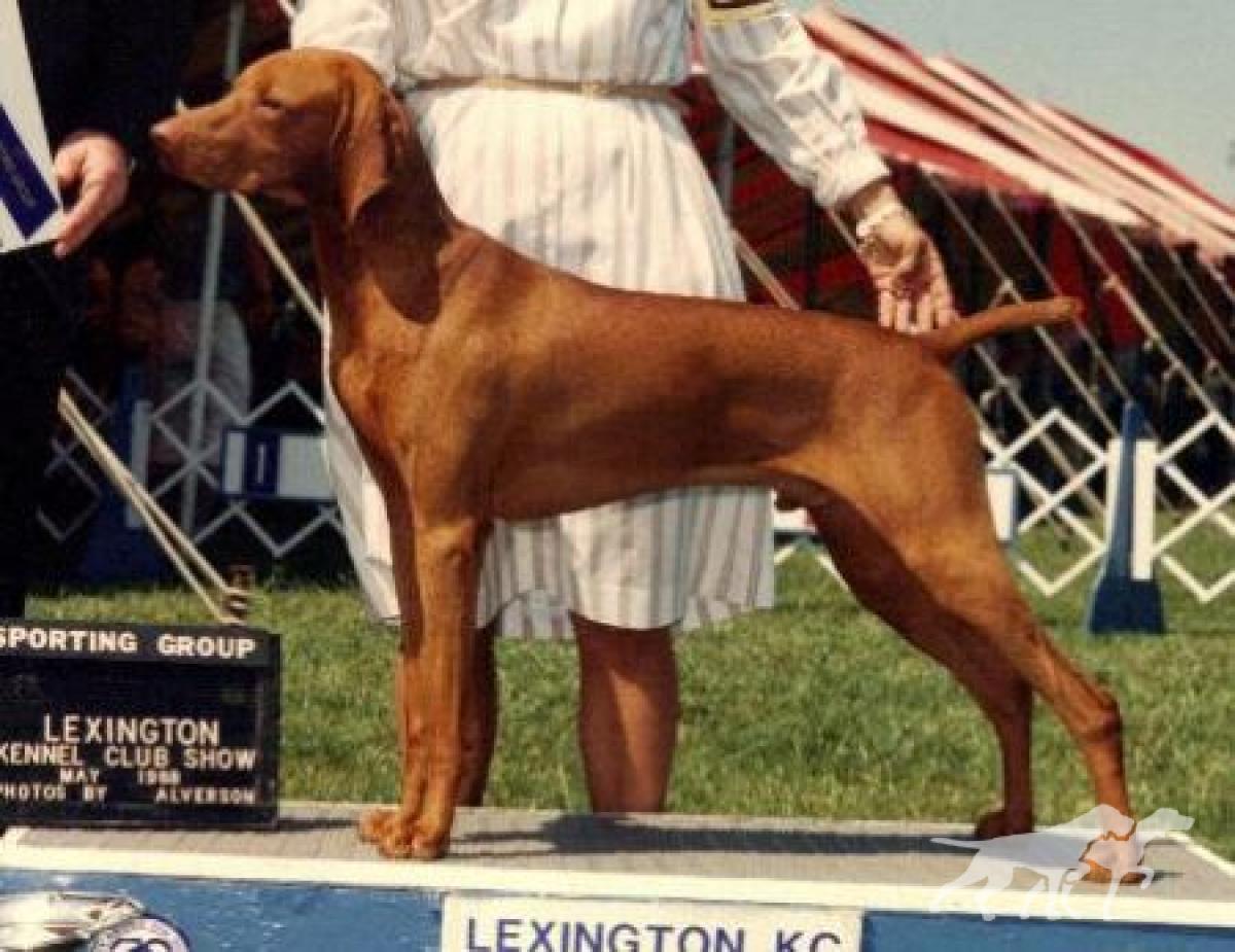 Lyons' Brewster Of Harann