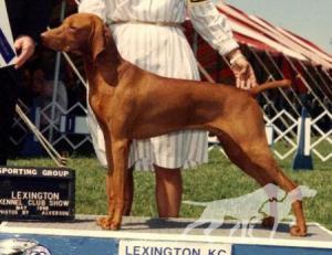 Lyons' Brewster Of Harann