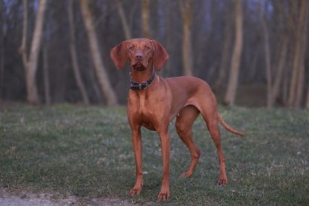 Aurika