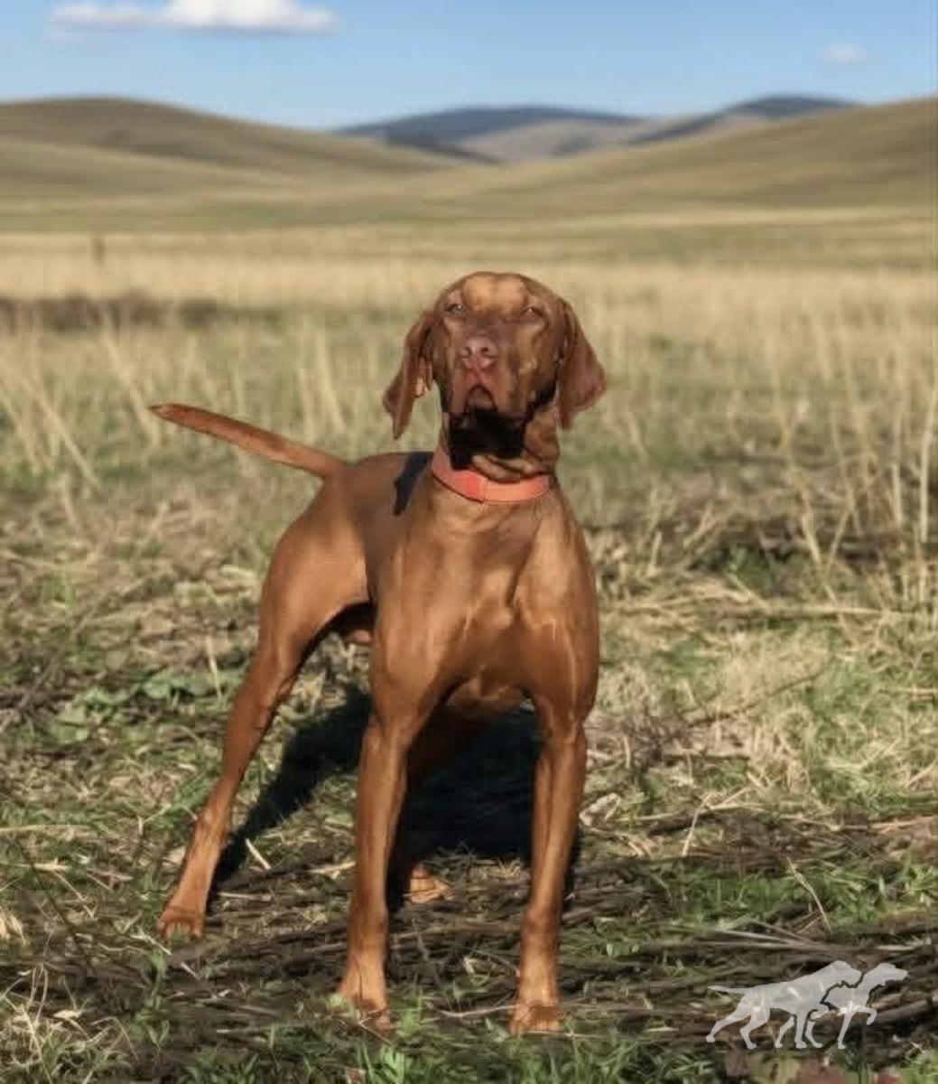 Radar Outdoor Hero