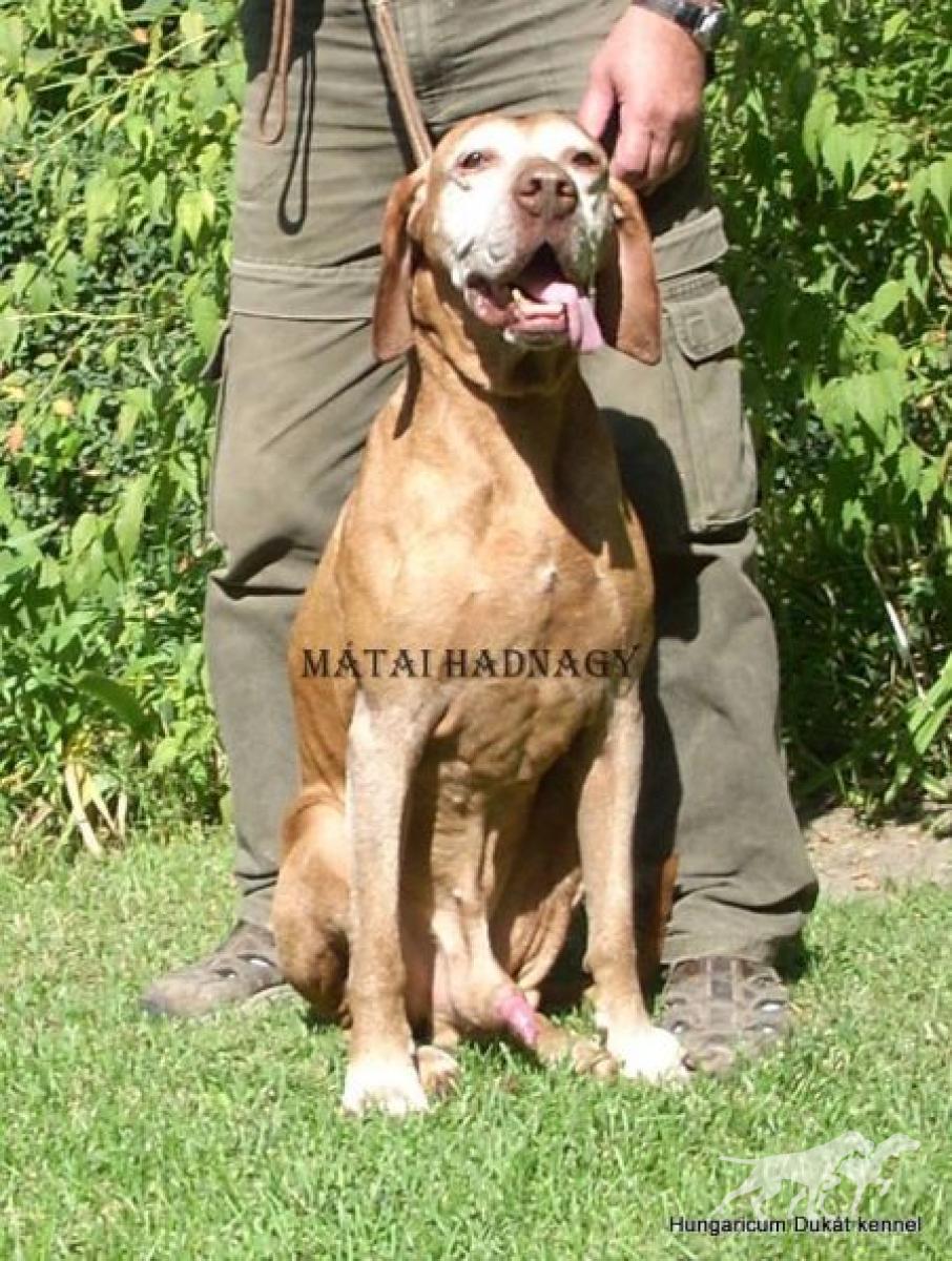 Matai Hadnagy
