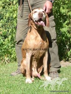 Matai Hadnagy