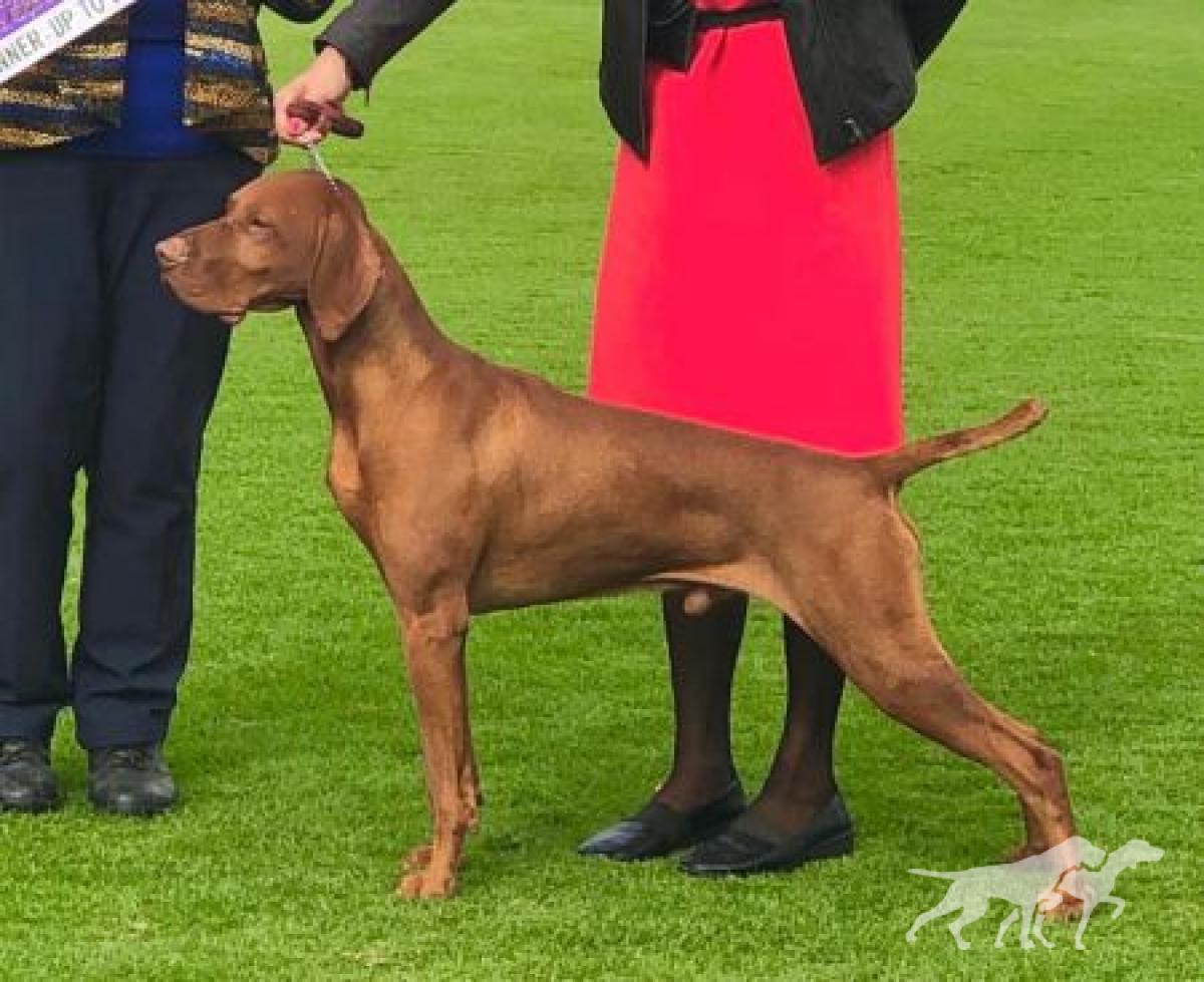 Graebrook Duke of Hazard (AI)