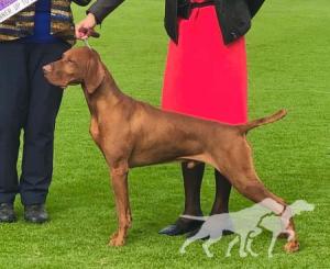 Graebrook Duke of Hazard (AI)