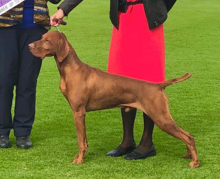 Graebrook Duke of Hazard (AI)