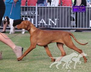 Metropolis Honorer Hallelujah