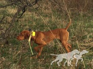 Sunset Trail's Reasonable Suspicion / Sunset Trail's Suspicion