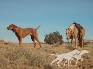 Sunset Trail's Reasonable Suspicion / Sunset Trail's Suspicion