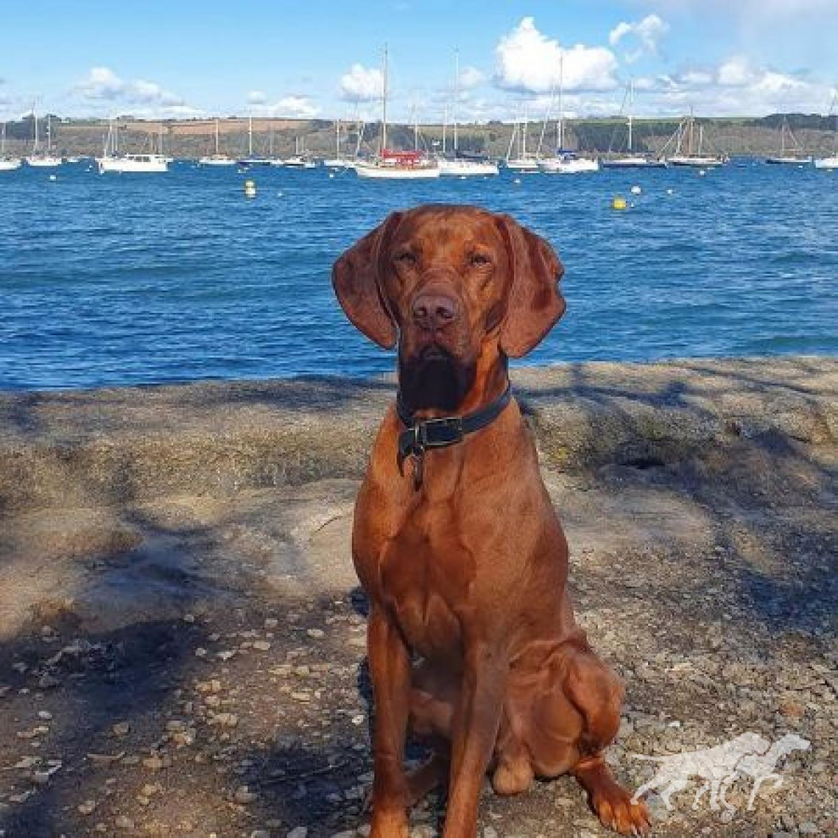 Amexotic Twinkling Star