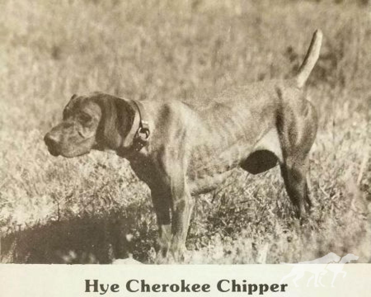 Hye Cherokee Chipper