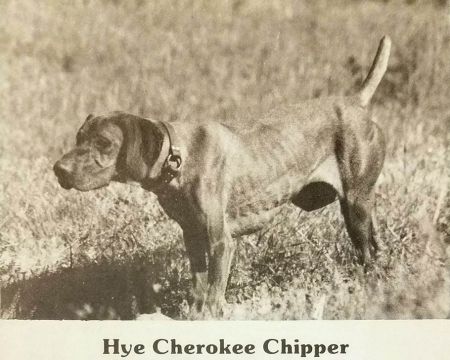 Hye Cherokee Chipper