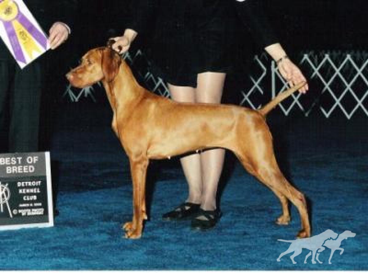 Usa Bound Of Szep-Allat
