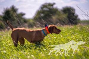 Vezeto's Prairie Wildfires