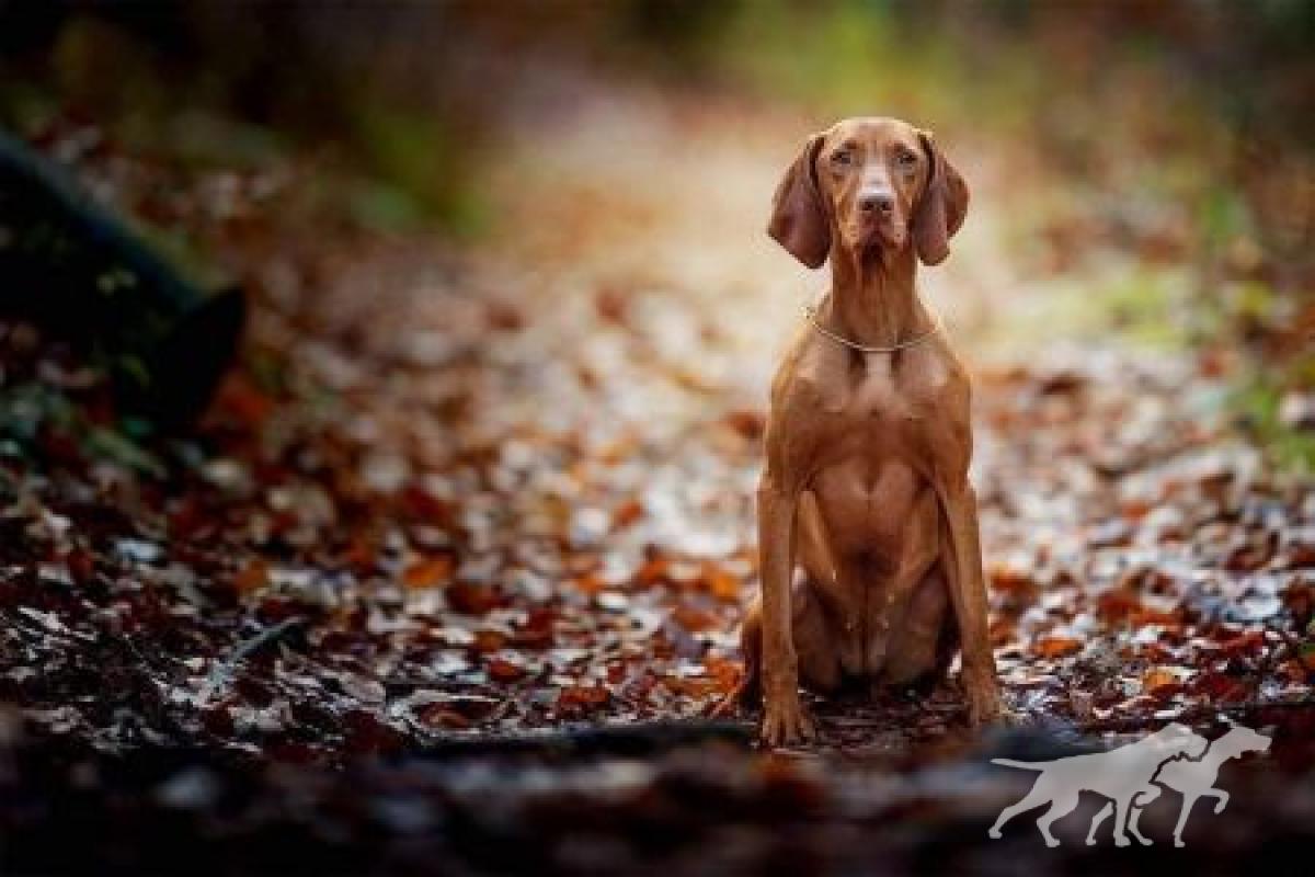 Holly Vizsla Magyar Tim