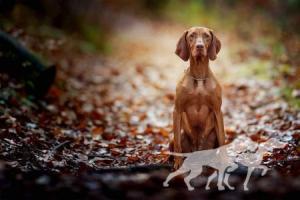 Holly Vizsla Magyar Tim