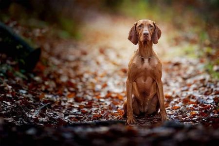 Holly Vizsla Magyar Tim