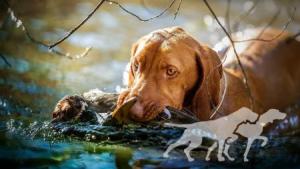 Holly Vizsla Magyar Tim