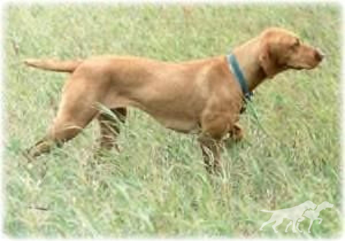 Comynara Magyar